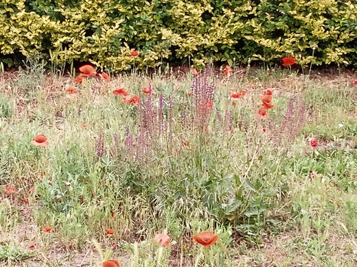 Field poppy